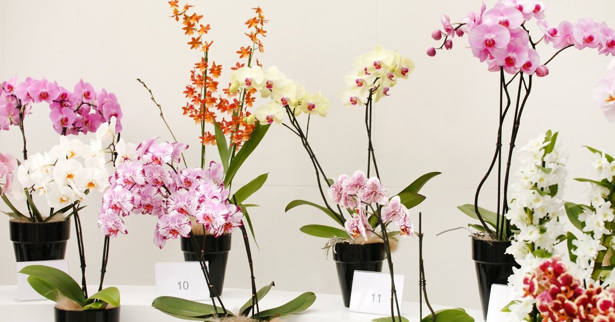 Виды орхидей - 165 фото орхидей с названиями и видео инструкция по выращиванию комнатных и садовых орхидей